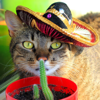 Feline like a fiesta? Whiskers and Soda Cat Cafe has got you covered this Cinco De Mayo! We may not have margs but you can enjoy a furry fiesta here!

#WhiskersAndSoda #CatCafe