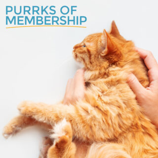 The clock is ticking - today is the last day to get 50% off memberships at Whiskers And Soda Cat Cafe! Don't miss out on advanced booking, merchandise discounts, and monthly coupons.

#WhiskersAndSoda #CatCafe