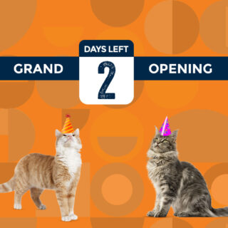Don't fur-get! Our Open House event and Grand Opening are happening in just two days at Whiskers and Soda Cat Cafe! Come for the live music and refreshments, stay for the cuddly kitties!

#WhiskersAndSoda #CatCafe #OpenHouse #GrandOpening