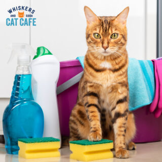 Hey furriends! Whiskers and Soda will be CLOSED on Tuesday, 4/18 for some paw-some deep cleaning and maintenance. We won't be allowing any member reservations or walk-ins tomorrow. We're really sorry for any inconvenience this might cause, but we'll be back with our normal hours on Wednesday, 4/19.

#WhiskersAndSoda #CatCafe