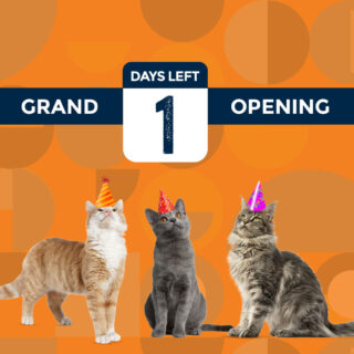 It's going to be a cat-tastic day tomorrow at Whiskers and Soda Cat Cafe! Join us for our Grand Opening and Open House event, featuring live music and purrfect refreshments!

#WhiskersAndSoda #CatCafe #GrandOpening #OpenHouse