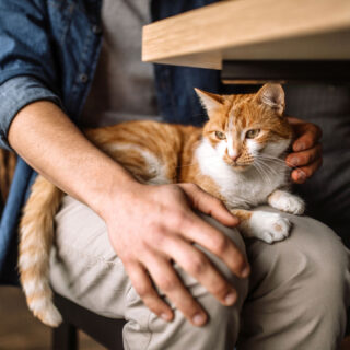 You don't have to be a member to fall in love with Whiskers and Soda Cat Cafe. We're always happy to welcome visitors who just want to enjoy our furry felines! Coming soon near you!

#WhiskersAndSoda #CatCafe