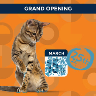 We're not kitten around when we say our cats are calling the shots!  Whiskers and Soda Cat Cafe's Grand Opening has been moved to March 25th.  Our cats are hard at work to make sure everything is purr-fectly wonderful for our opening day!

#WhiskersAndSoda #CatCafe