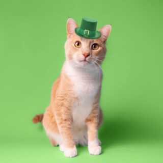 Looking for a reason to celebrate after St. Patrick's Day? Look no further than Whiskers and Soda Cat Cafe, opening on March 25th! Come for the cats, stay for the cozy atmosphere and friendly vibes. 😻🍀 

#WhiskersAndSoda #CatCafe
